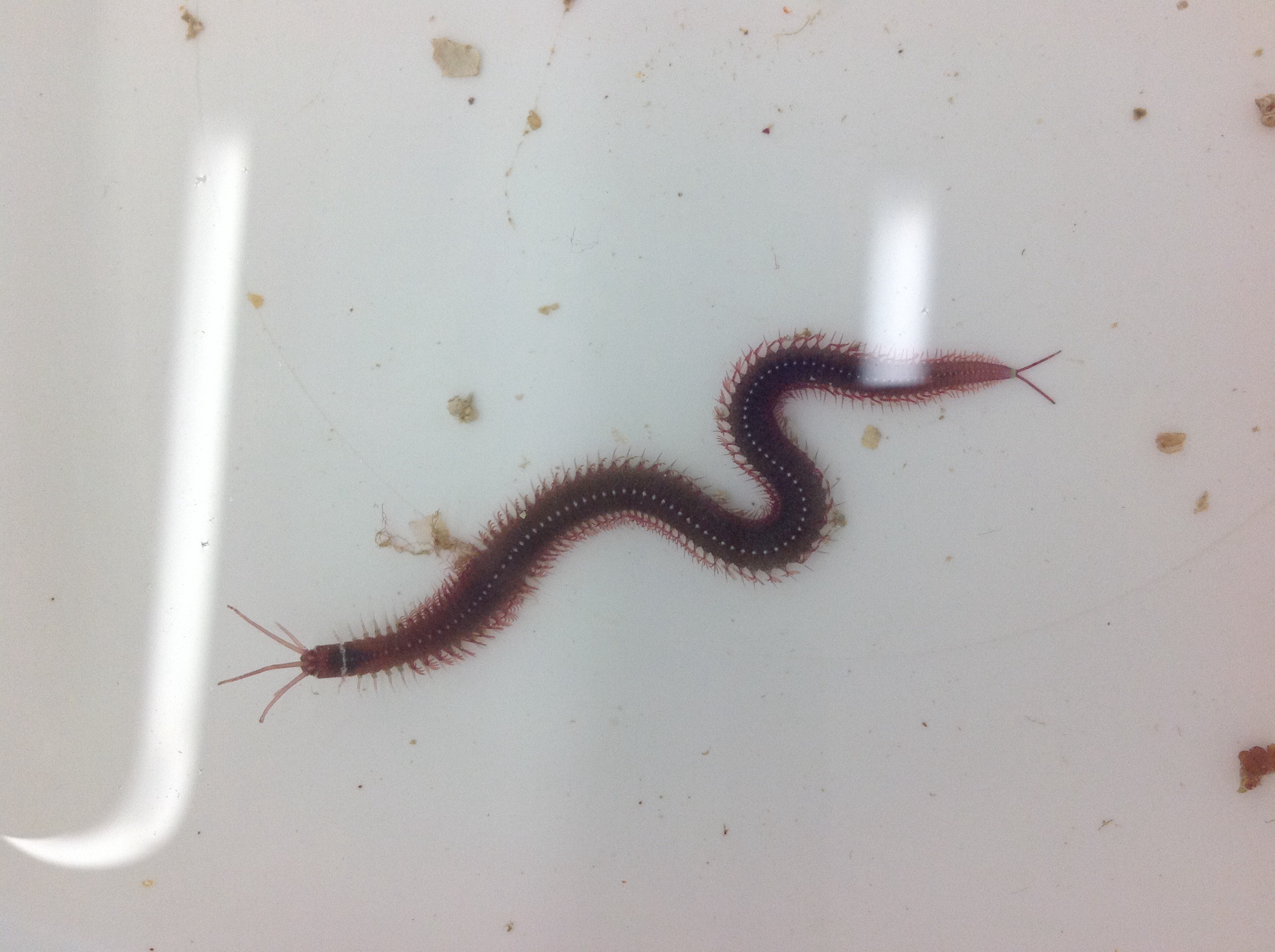 Bristle worm/Blood worm/Eunicid worm